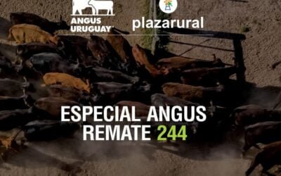 Plaza Rural rematará más de 6.500 vacunos.