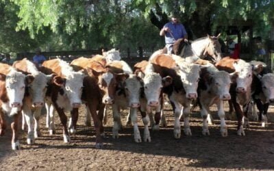 El MGAP hará llamado internacional para el desarrollo de dispositivos de identificación ganadera.