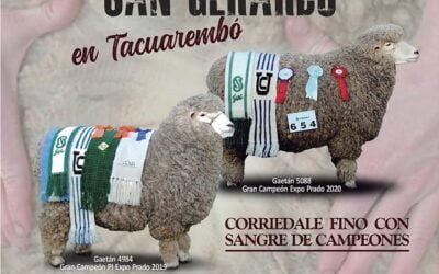 Mañana San Gerardo remata Corriedale Fino con Sangre de Campeones.