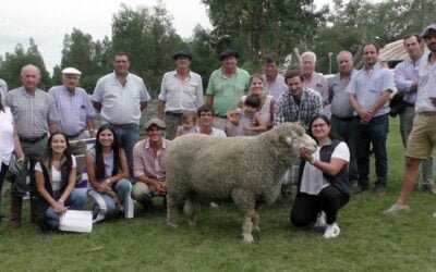 Con Juan Carlos Martínez, Jaso & Jaso y Daniel Dutra, los borregos y carneros de Doña Elisa y San Gerardo promediaron US$ 580.