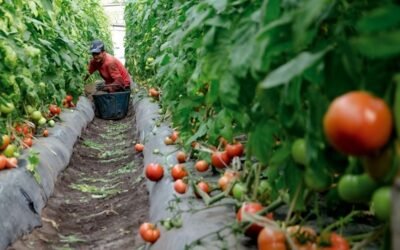 El precio del tomate continuará alto, por lo menos hasta la mitad de abril.