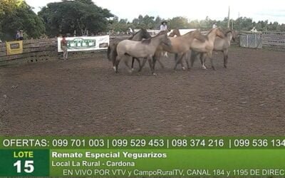Colocación total de Cabrera Peile en La Rural.