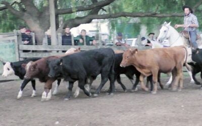 Con José Ma. Clavijo, calidad, cantidad y buenos precios en Don Bernardo.