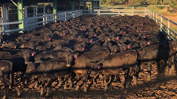 Australia profundiza investigación sobre la cría de ganado más resistente.