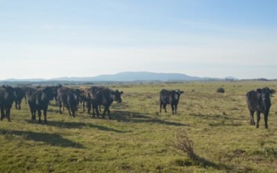 Canelones realiza mejoras en la protección ambiental en la cuenta del arroyo Solís Grande.