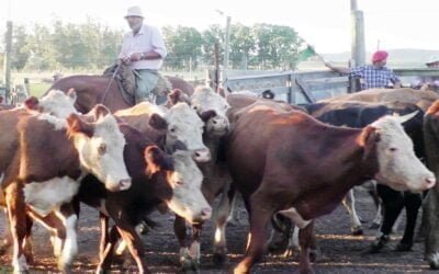 Con Carlos Bachino Agronegocios, firme y al alza fueron los valores en Los Amigos.