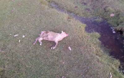 De no acabar, los perros siguen matando ovinos.