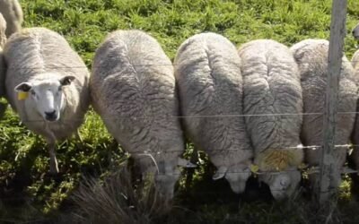 El precio internacional de la lana cerrando a US$ 8,53.