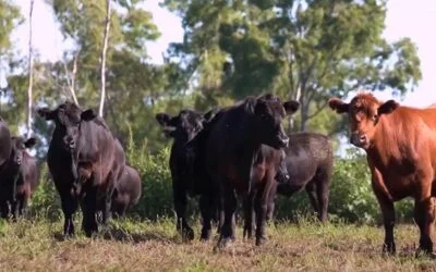 Caída de la faena con valores que siguen subiendo, tanto vacunos como ovinos.