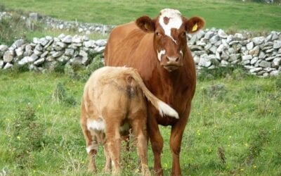 Procría inicia el trabajo en territorio con grupos ganaderos.