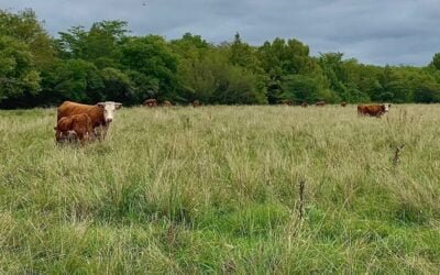En EEUU crece el consumo de carne de vacuno alimentado con pasto.