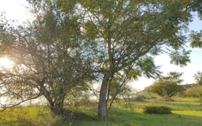 Con plantación de árboles se corregirá la erosión en costanera de Bella Unión.