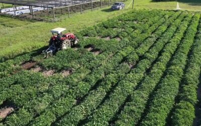 Boniatos uruguayos: ¿Cómo se logra un producto nutritivo, versátil, accesible y disponible todo el año?