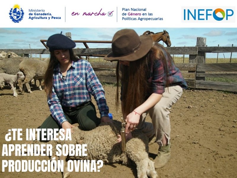 El 18 de abril cierran inscripciones para mujeres rurales interesadas en cría y manejo de ovinos.