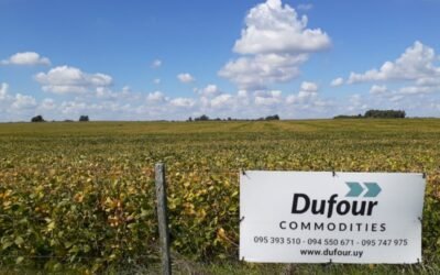 Volatilidad es la palabra para el mercado de los granos.