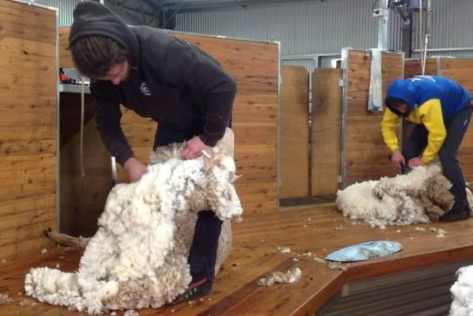 Se fortalece la lana que cerró a US$ 11,73 de promedio.