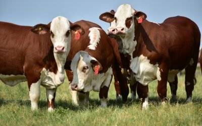 Se viene el Mundial Braford, del cual participará Uruguay.