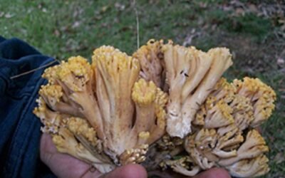 Detectan casos de bocopa. La única estrategia es la prevención.