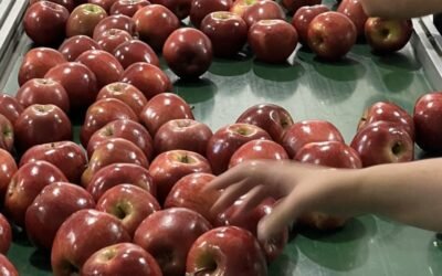 En el año se exportaron 2.000 toneladas de manzanas.