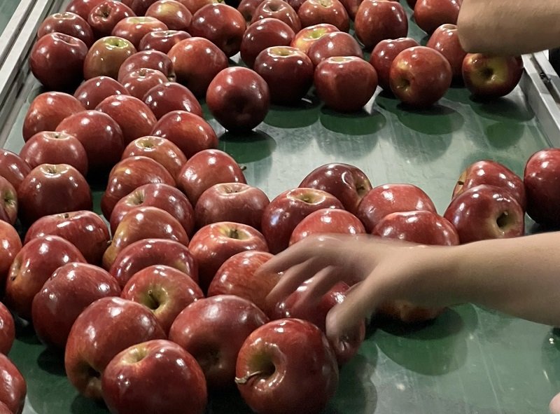 En el año se exportaron 2.000 toneladas de manzanas.