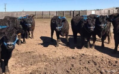 INIA alcanza resultados promisorios en el estudio sobre productividad y mitigación de emisiones de metano.