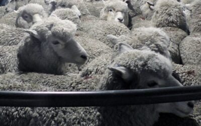 Por receso de Pascuas, en Australia no hay ventas de lanas hasta el miércoles 27.