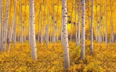 Pando, el organismo más grande del mundo, está siendo devorado lentamente y podría desaparecer.