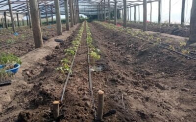 El MGAP publicó los requisitos técnicos para registro de bioestimulantes orgánicos.