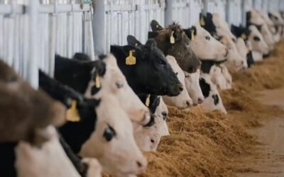 A pasto o a corral, ¿cuál es la mejor carne?