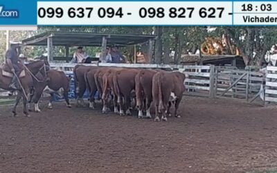 Ayer Valdez remató en La Higuera, hoy será en Molles.