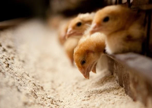 Boletín de Precios de Animales de Granja.