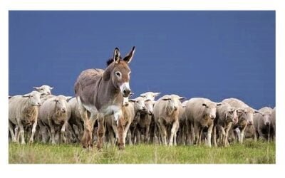 La Federación Rural y diez planteos para impulsar al sector ovino.