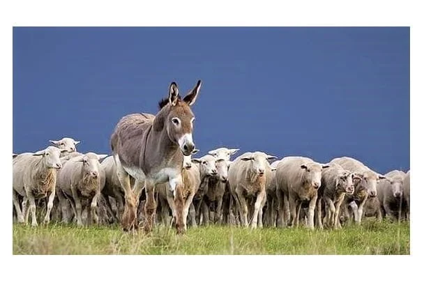 La Federación Rural y diez planteos para impulsar al sector ovino.