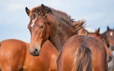 Actualización de datos sobre encefalomielitis equina: 80 animales muertos.