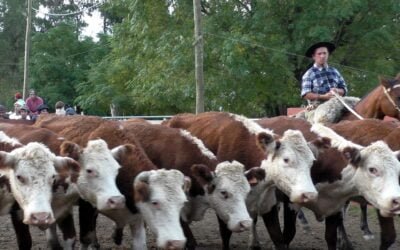 Con agilidad y buenos valores, Delcio Umpiérrez Negocios Rurales colocó destacada oferta.