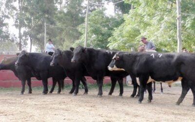 Con muy buenos promedios surtida oferta se despachó en Cañada Bellaca.