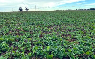 Cultivos de invierno: “Hay un crecimiento del área total”.