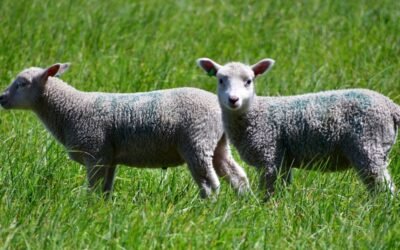 INIA trabaja en la oveja más deseada: Eficiente, resiliente y con menos metano.