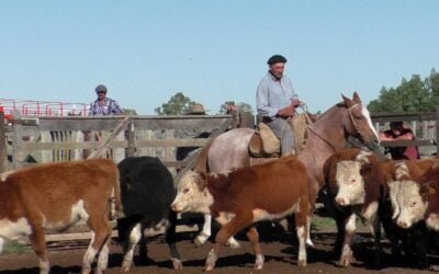 Juan Carlos Martínez con pista firme y de buenos valores en Cuchilla de Silvera.