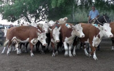 Con pista firme y de buenos valores, en Cuchilla de Silvera se despachó interesante oferta.