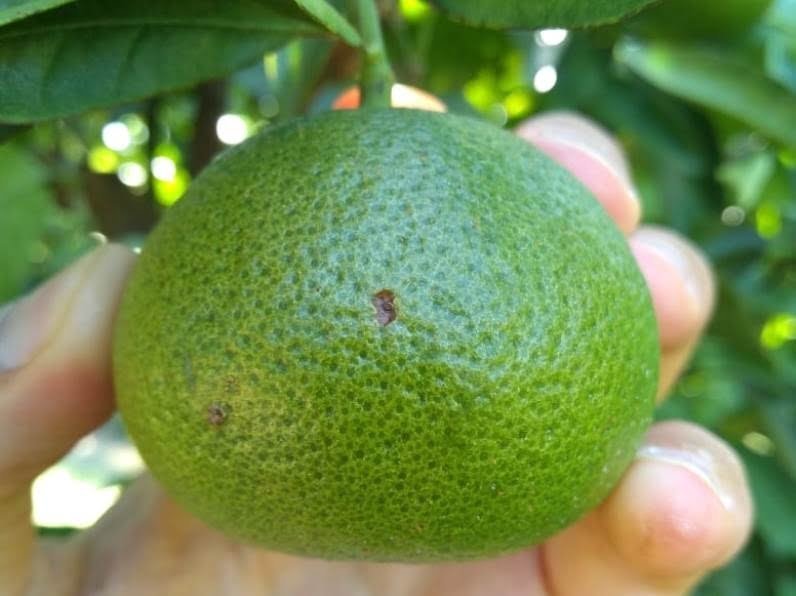 Advierten sobre alternaria en mandarinas argentinas.