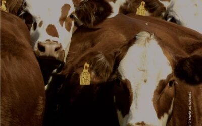 Plaza Rural cerró el año con muy buen remate y se prepara para 2023.