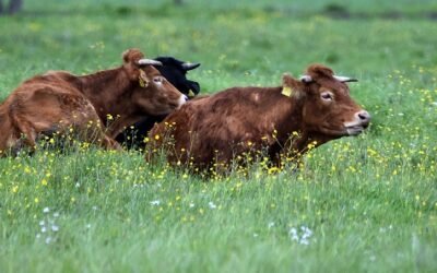 Subas en el marcado de ganado.