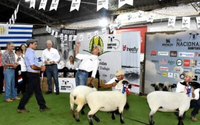 Con el jurado de Uruguay se realizó en Paraguay la Nacional Hampshire Down que brilló por la calidad genética