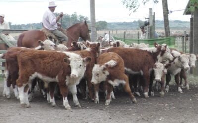 Firme y de buenos los valores la pista de Los Amigos.