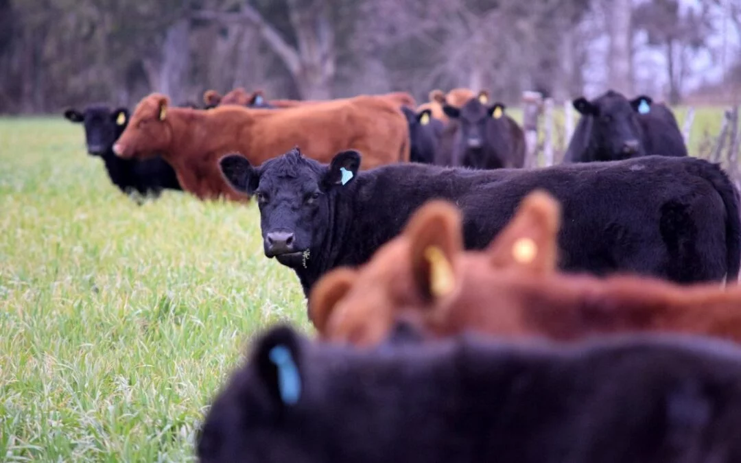 ACG: Nueva suba de las haciendas.