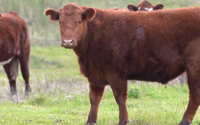Mercado ganadero “estable con menor operativa por conflictividad sindical”.