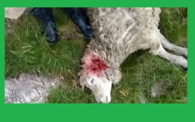 Nuevamente los perros.