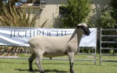 García Pintos: Uruguay se posiciona como la cabaña de ovinos de América.