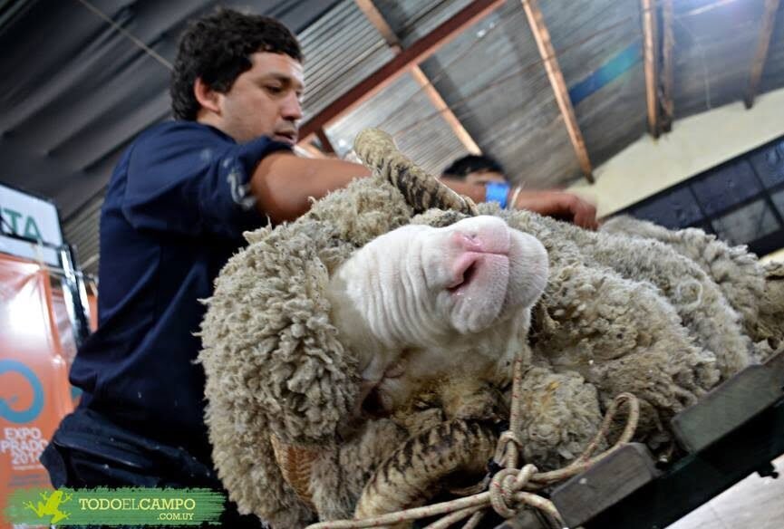 Mercado local de lanas.